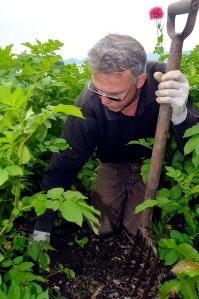 (Photo courtesy of Klas Stolpe/Juneau Empire) Bill Ehlers, assistant gardener of the Jensen-Olson Arboretum in Juneau, tends to a Tlingít potato plant on July 27, 2009. The potatoes will be used as seed stock to be distrbuted to people interested in growing the variety. 