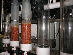 AquAdvantage salmon eggs are grown in incubator jars in a laboratory. (CREDIT AquaBounty)
